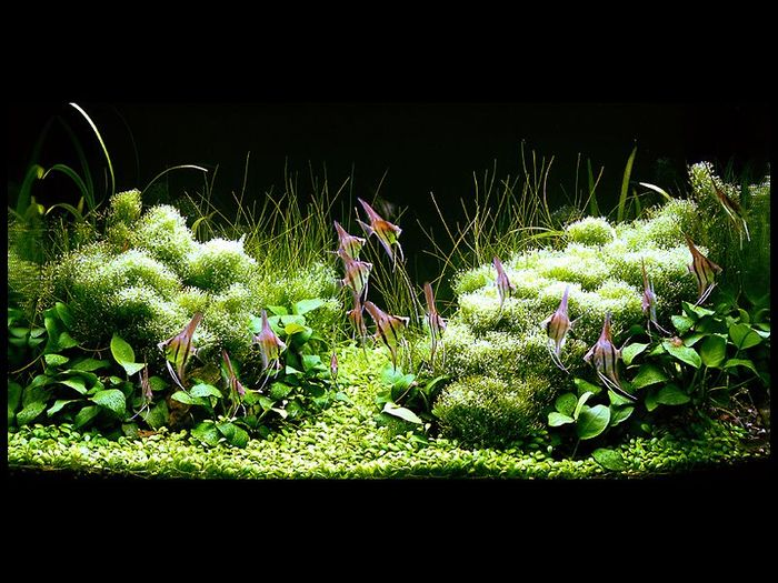 японские аквариумы