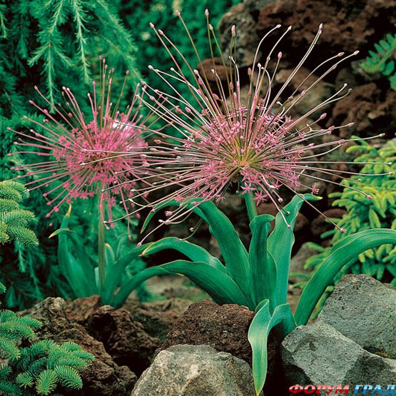 Allium schubertii