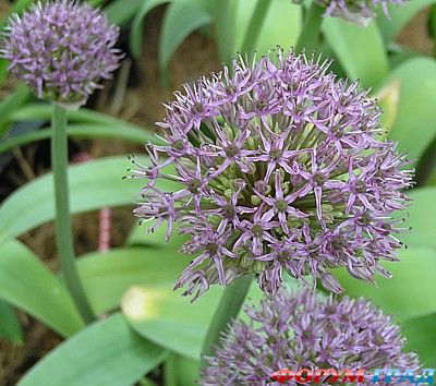 Allium stipitatum