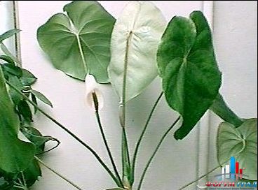 алоказия клобучковая