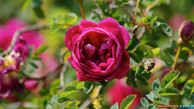 Arley Hall and Gardens