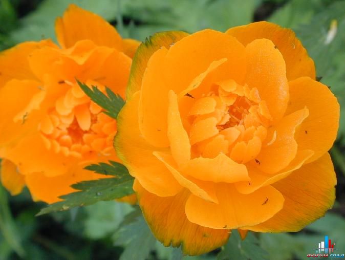 купальница