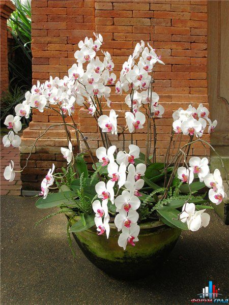 Фаленопсис