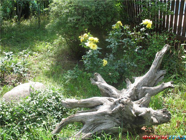 Пни на участке