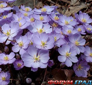 джефферсония