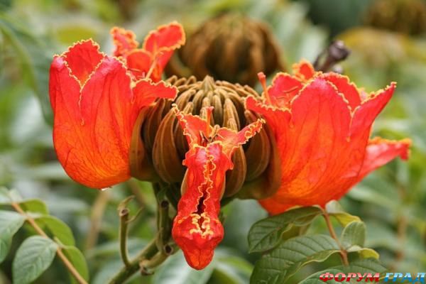 Спатодея колокольчатая