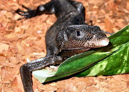 Черный индонезийский варан