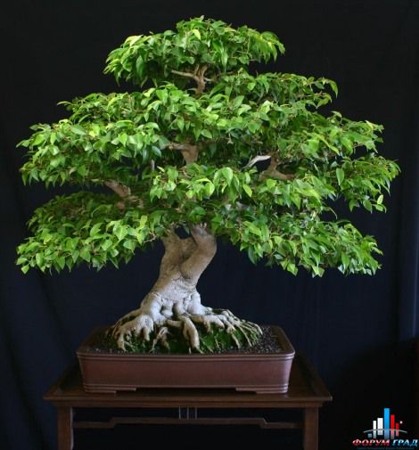 Бонсай из фикуса