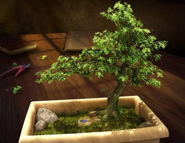 bonsai 28