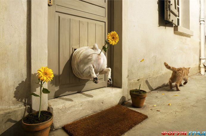 Страшная кошачья месть