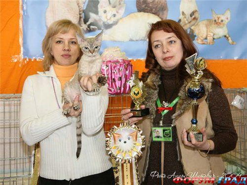 Выставка кошек