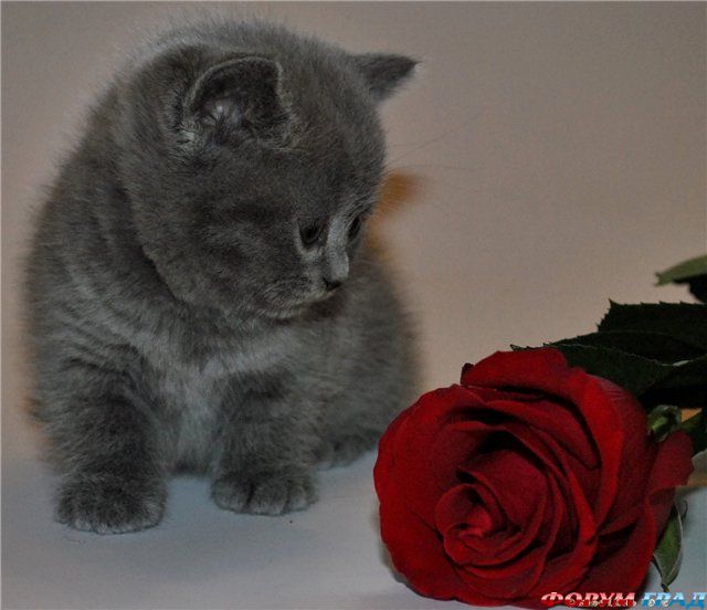 Британские котята