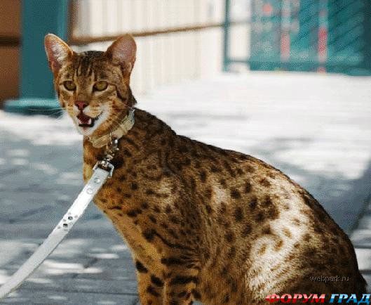 Кошка Ашера