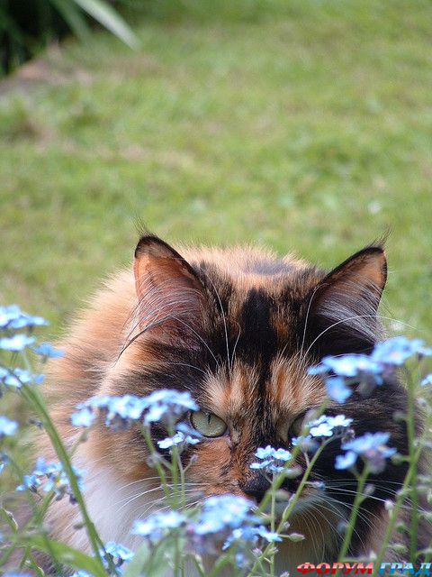 Кошки чепепаховой окраски