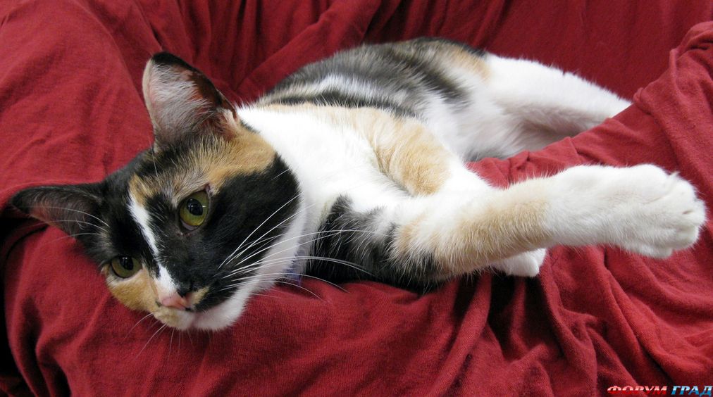 Кошки чепепаховой окраски