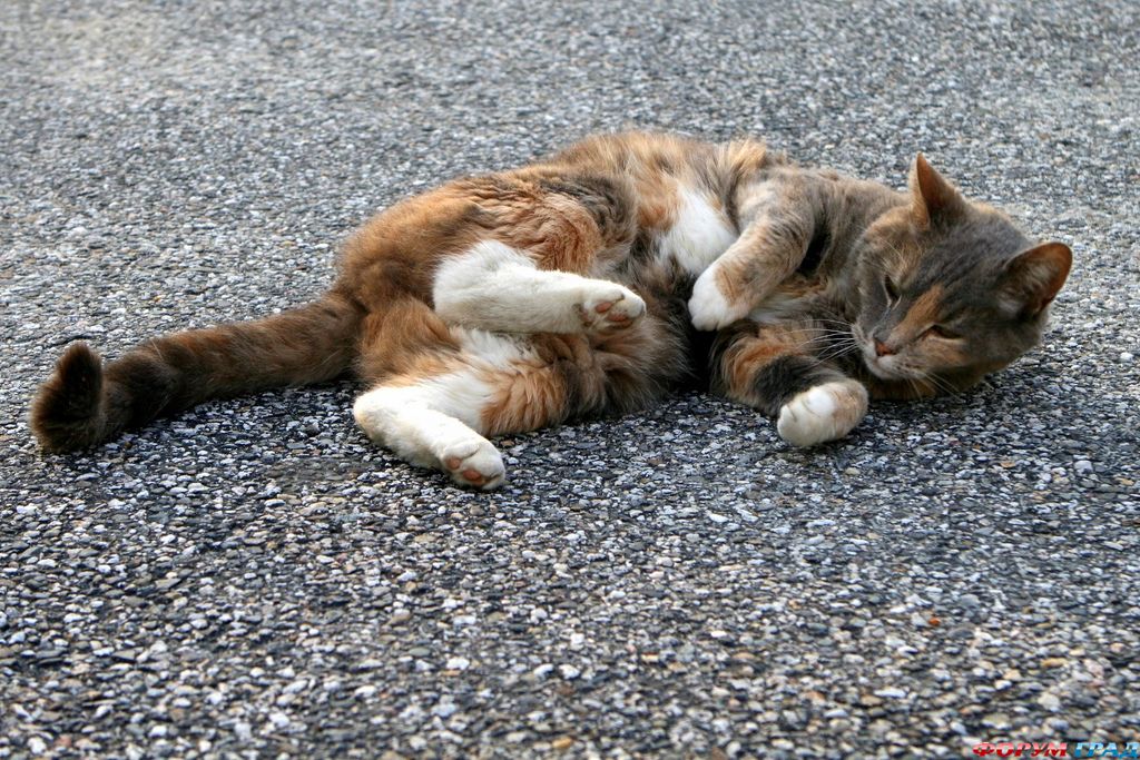 Кошки чепепаховой окраски