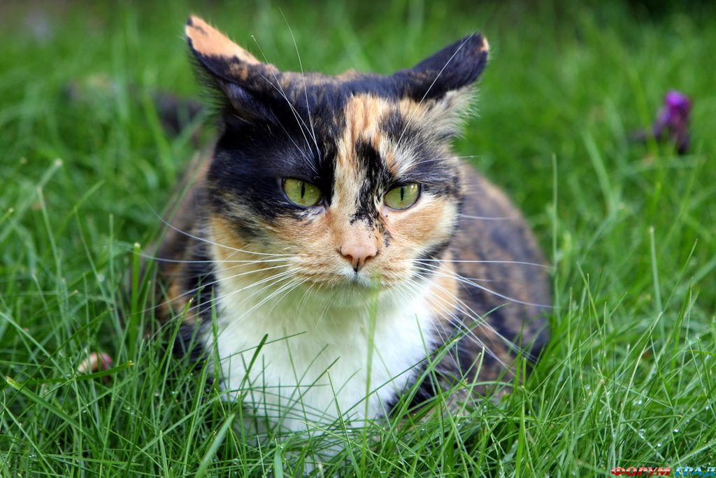 Кошки чепепаховой окраски