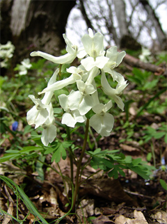 Corydalis caucasica