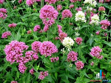 Кентрантус красный