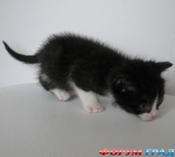 Котенок-сирота Чуня