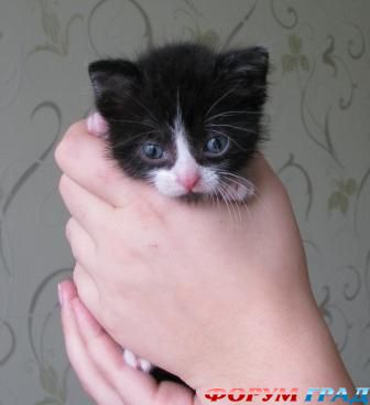 Котенок-сирота Чуня