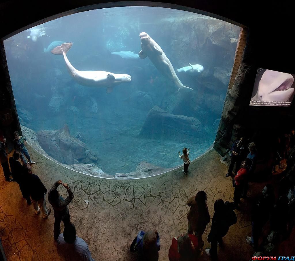 Churaumi Aquarium
