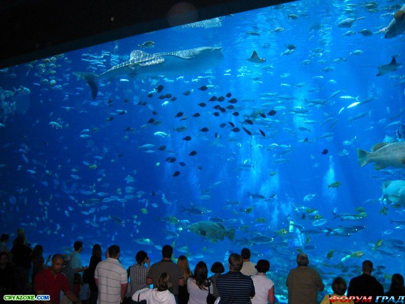 Churaumi Aquarium
