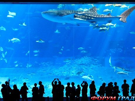 Churaumi Aquarium