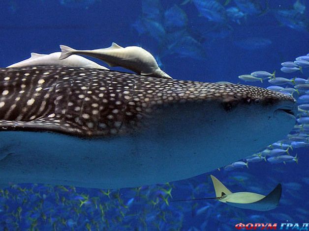 Churaumi Aquarium
