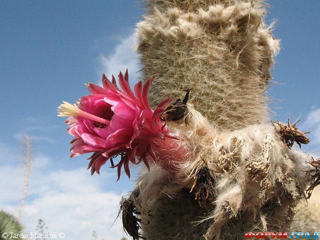 Cleistocactus strausii