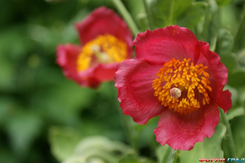 Cloudehill Gardens