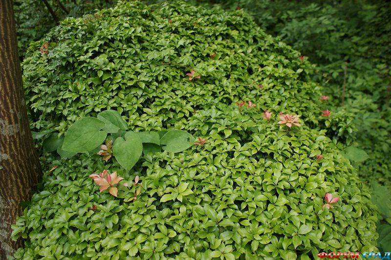 Cloudehill Gardens