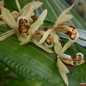 Coelogyne massangeana