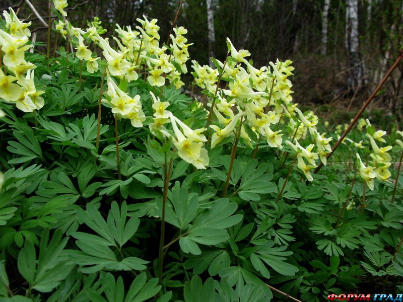 Corydalis bracteata