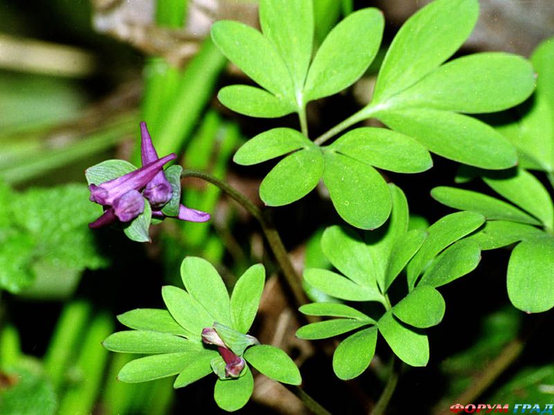 Corydalis intermedia