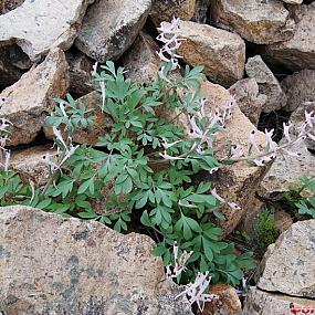 Corydalis schanginii