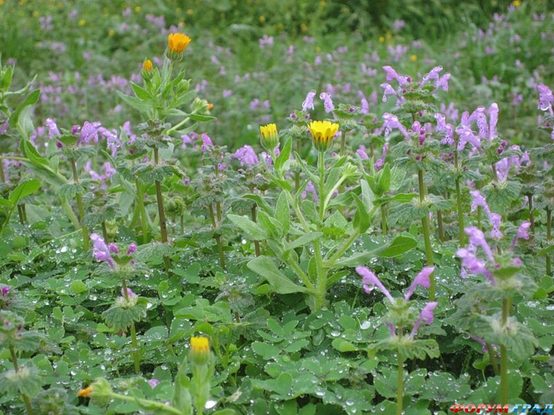 Цветочные поля