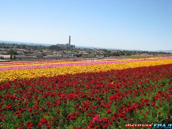 цветочные поля