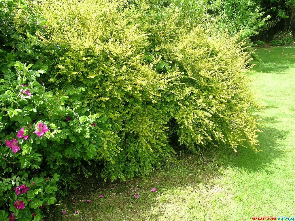 Сад Денманс