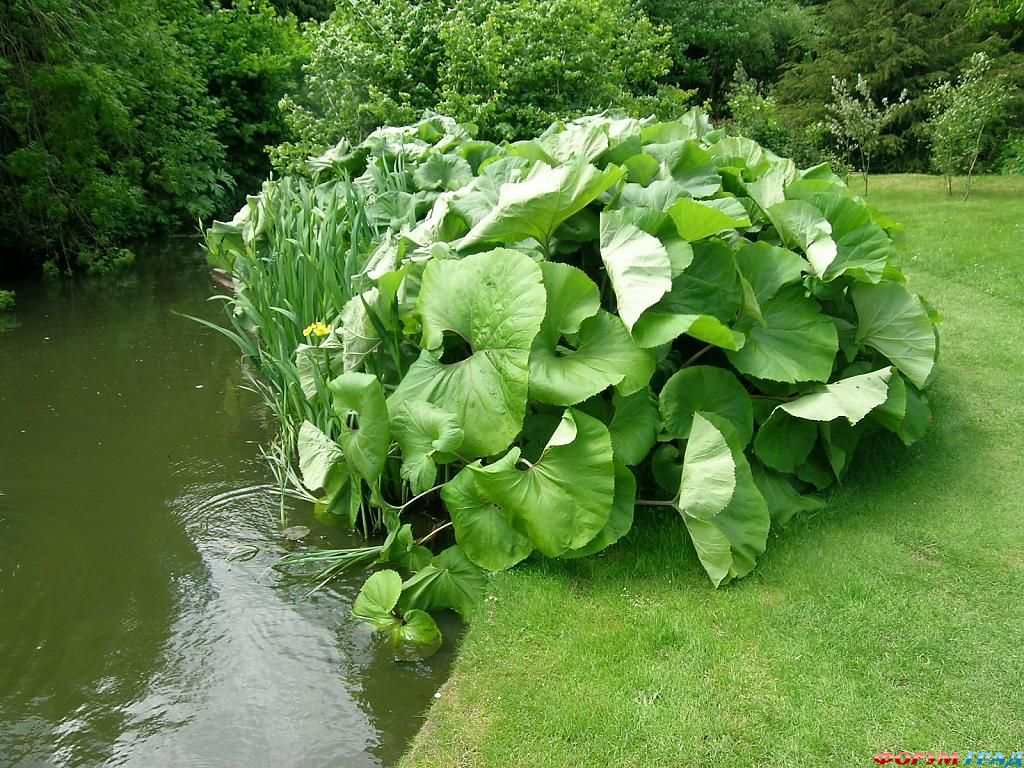 Сад Денманс