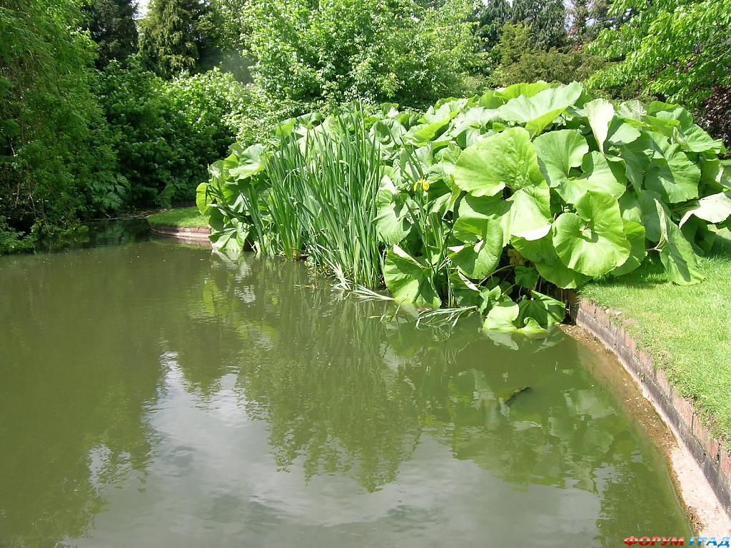 Сад Денманс