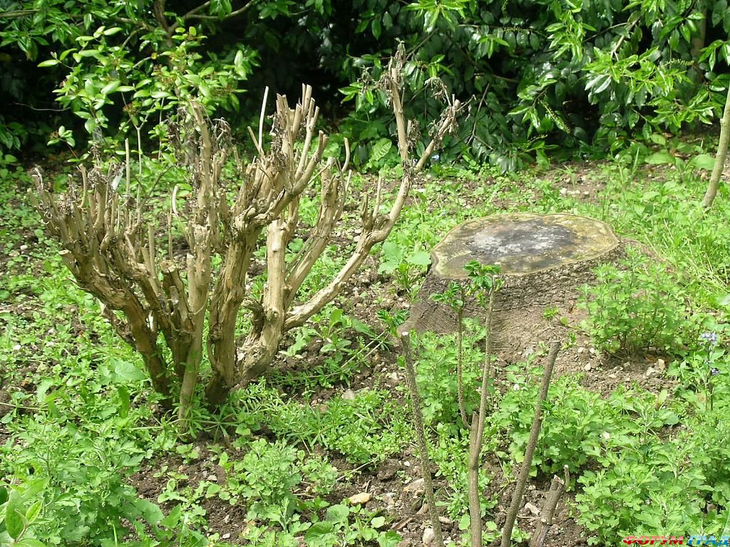 Сад Денманс