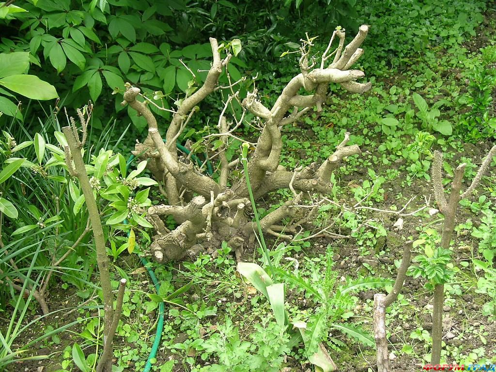 Сад Денманс