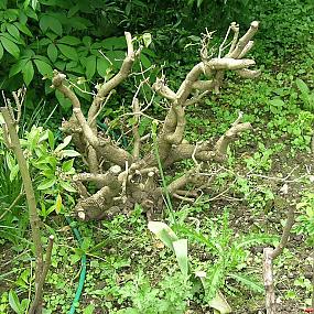 Сад Денманс