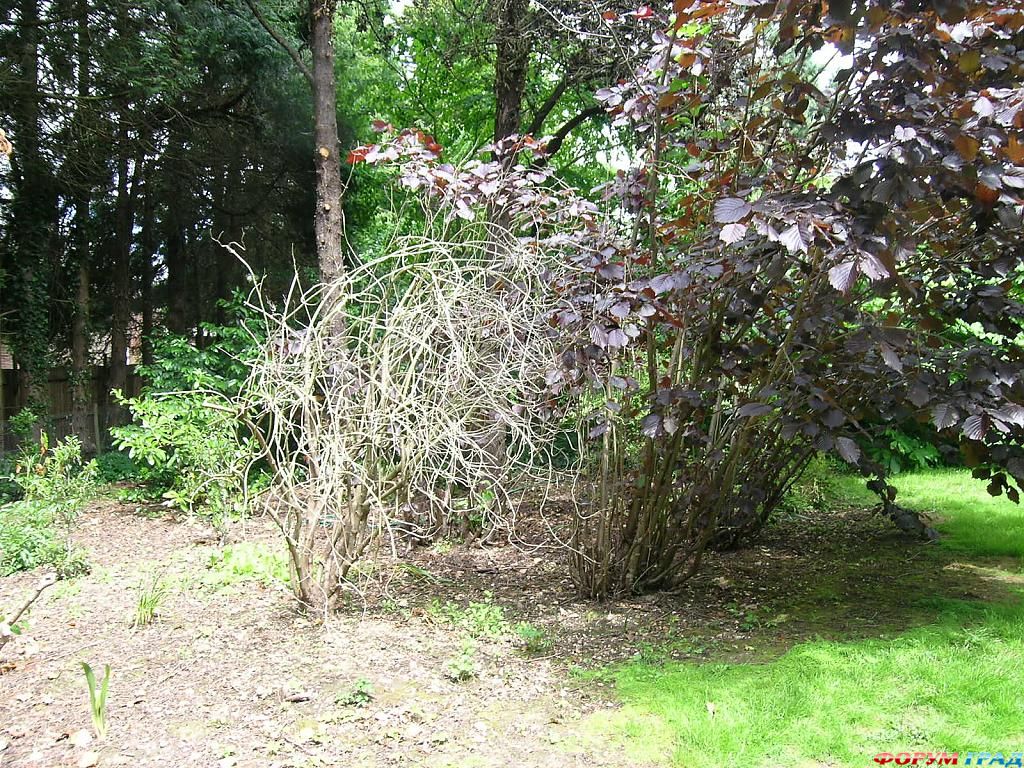 Сад Денманс