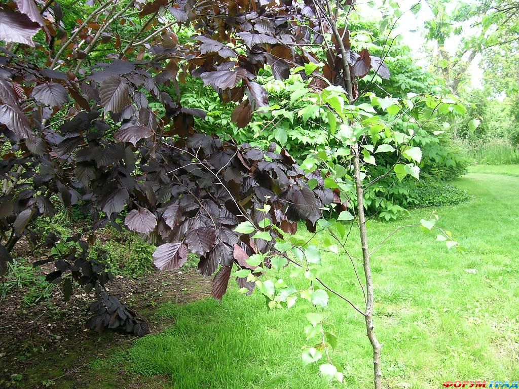 Сад Денманс