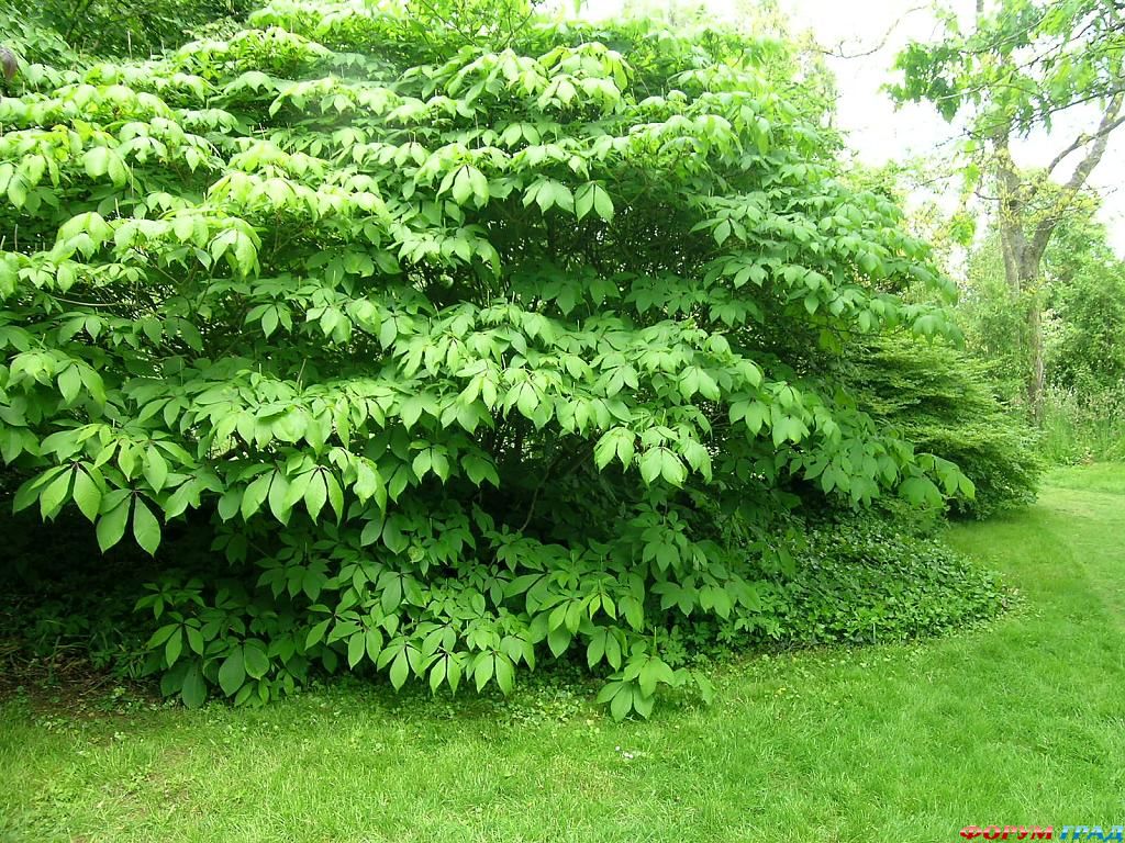 Сад Денманс