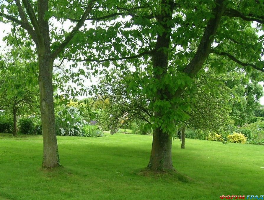 Сад Денманс