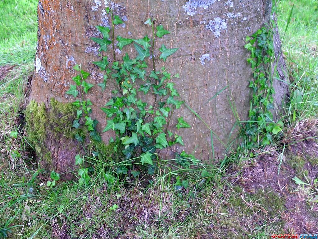 Сад Денманс