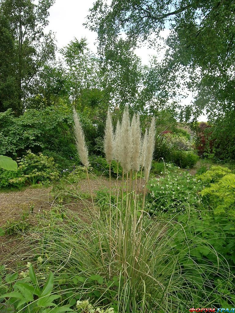 Сад Денманс